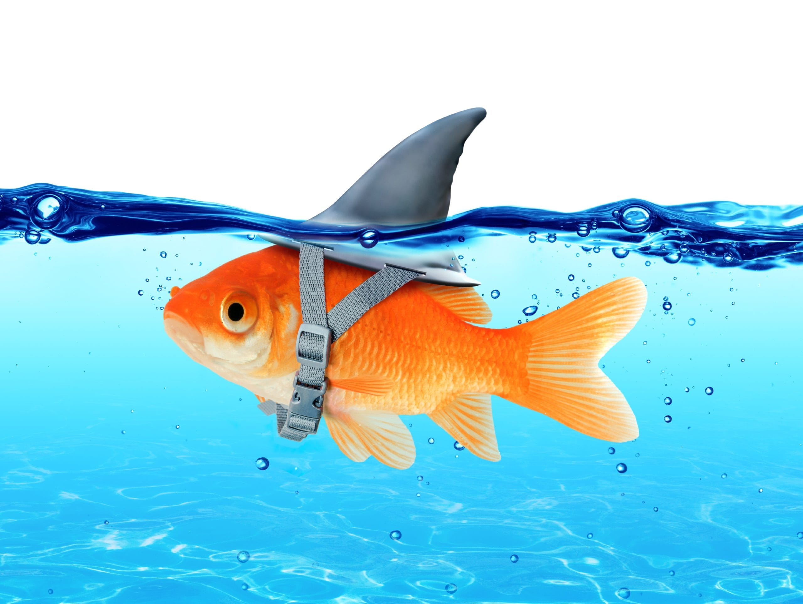 Fishshark - web bio | enrizen |